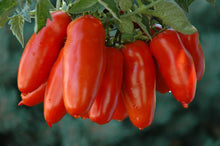 Load image into Gallery viewer, Buy Online High Quality Heirloom San Marzano Tomato Seeds, Organic, An Old Italian Tomato, | Buy Rare, And Extraordinary Heirloom Seeds - Seeds to Cherish
