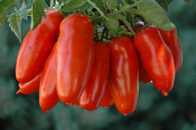 Load image into Gallery viewer, Buy Online High Quality Heirloom San Marzano Tomato Seeds, Organic, An Old Italian Tomato, | Buy Rare, And Extraordinary Heirloom Seeds - Seeds to Cherish