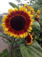 Load image into Gallery viewer, Buy Online High Quality Sunflower Seed Mixture, | Buy Rare, And Extraordinary Heirloom Seeds - Seeds to Cherish