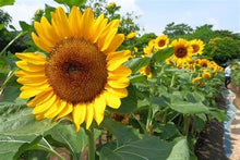 Load image into Gallery viewer, Buy Online High Quality Sunflower Seed Mixture, | Buy Rare, And Extraordinary Heirloom Seeds - Seeds to Cherish