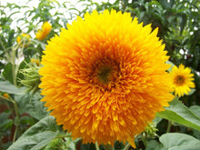 Load image into Gallery viewer, Buy Online High Quality Sunflower Seed Mixture, | Buy Rare, And Extraordinary Heirloom Seeds - Seeds to Cherish
