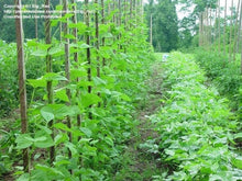 Load image into Gallery viewer, Buy Online High Quality Heirloom Blue Lake Pole Bean Seeds | Buy Rare, And Extraordinary Heirloom Seeds - Seeds to Cherish