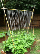 Load image into Gallery viewer, Buy Online High Quality Heirloom Blue Lake Pole Bean Seeds | Buy Rare, And Extraordinary Heirloom Seeds - Seeds to Cherish