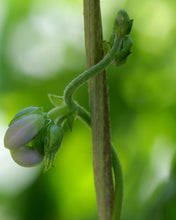 Load image into Gallery viewer, Buy Online High Quality Heirloom Blue Lake Pole Bean Seeds | Buy Rare, And Extraordinary Heirloom Seeds - Seeds to Cherish