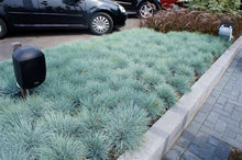 Load image into Gallery viewer, Buy Online High Quality Fescue Grass Seeds, Festuca Ovina Glauca, Desert Grass, Drought Tolerant, Low Maintenance Zone 4-10 | Buy Rare, And Extraordinary Heirloom Seeds - Seeds to Cherish