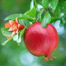 Load image into Gallery viewer, Buy Online High Quality 15 Pomegranate Tree Seeds, Punica Granatum, Flowering Tree | Buy Rare, And Extraordinary Heirloom Seeds - Seeds to Cherish