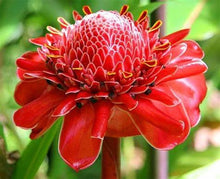 Load image into Gallery viewer, Buy Online High Quality Tropical Ginger Flower Seeds, Etlingera Elatior, Cut Flower, Tropical Hawaiian, Ginger Lily | Buy Rare, And Extraordinary Heirloom Seeds - Seeds to Cherish