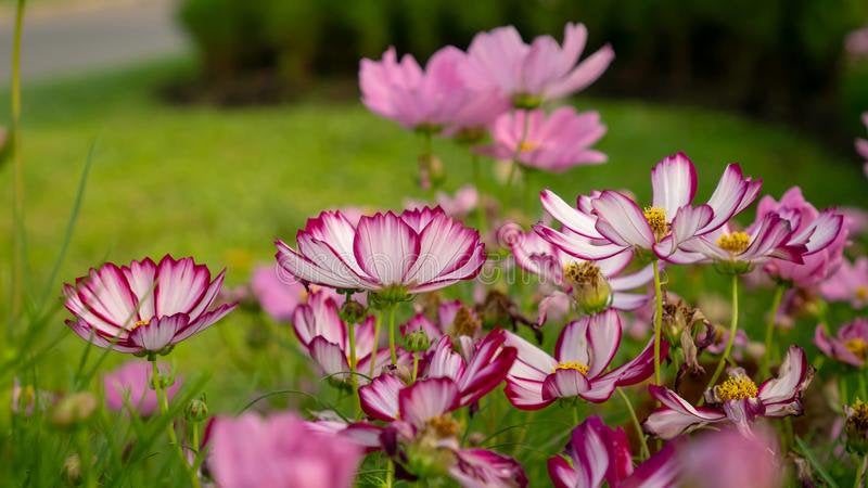 cosmos flower seeds online Cosmos Seeds, Pink, Purple, Flower Seeds,