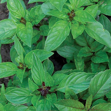 Load image into Gallery viewer, Buy Online High Quality Cinnamon Basil Herb Seeds, Heirloom | Buy Rare, And Extraordinary Heirloom Seeds - Seeds to Cherish