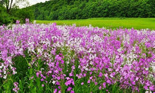 Load image into Gallery viewer, Buy Online High Quality Dames Rocket Purple Flower Seeds, Fragrant Perennial | Buy Rare, And Extraordinary Heirloom Seeds - Seeds to Cherish