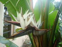 Load image into Gallery viewer, Buy Online High Quality 20 White Bird of Paradise Seeds, Strelitzia Nicolai, Beautiful Long Lasting Flower, Indoor, Outdoor | Buy Rare, And Extraordinary Heirloom Seeds - Seeds to Cherish