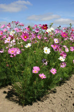 Load image into Gallery viewer, Buy Online High Quality Tall Cosmos Mix Flower Seeds, Pink, White, Maroon | Buy Rare, And Extraordinary Heirloom Seeds - Seeds to Cherish