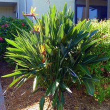 Load image into Gallery viewer, Buy Online High Quality Birds of Paradise Seeds, Orange, Tropical Flower | Buy Rare, And Extraordinary Heirloom Seeds - Seeds to Cherish