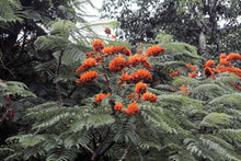 Load image into Gallery viewer, Buy Online High Quality 20 Colvillea Glory Tree Seeds - Flowering Tree | Buy Rare, And Extraordinary Heirloom Seeds - Seeds to Cherish