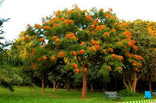 Load image into Gallery viewer, Buy Online High Quality 20 Colvillea Glory Tree Seeds - Flowering Tree | Buy Rare, And Extraordinary Heirloom Seeds - Seeds to Cherish