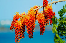 Load image into Gallery viewer, Buy Online High Quality 20 Colvillea Glory Tree Seeds - Flowering Tree | Buy Rare, And Extraordinary Heirloom Seeds - Seeds to Cherish