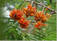 Load image into Gallery viewer, Buy Online High Quality 20 Colvillea Glory Tree Seeds - Flowering Tree | Buy Rare, And Extraordinary Heirloom Seeds - Seeds to Cherish