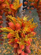 Load image into Gallery viewer, Buy Online High Quality 20 Colvillea Glory Tree Seeds - Flowering Tree | Buy Rare, And Extraordinary Heirloom Seeds - Seeds to Cherish