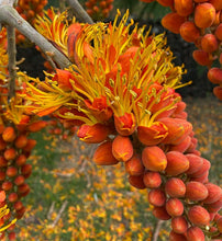 Load image into Gallery viewer, Buy Online High Quality 20 Colvillea Glory Tree Seeds - Flowering Tree | Buy Rare, And Extraordinary Heirloom Seeds - Seeds to Cherish