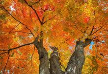 Load image into Gallery viewer, Buy Online High Quality Sugar Maple Tree Seeds, Acer Rubrum, Red Maple, Scarlet Maple | Buy Rare, And Extraordinary Heirloom Seeds - Seeds to Cherish