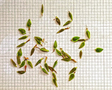 Load image into Gallery viewer, Buy Online High Quality Giant Double Blossom Zinnia Flower Mix Seeds | Buy Rare, And Extraordinary Heirloom Seeds - Seeds to Cherish