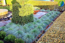 Load image into Gallery viewer, Buy Online High Quality Fescue Grass Seeds, Festuca Ovina Glauca, Desert Grass, Drought Tolerant, Low Maintenance Zone 4-10 | Buy Rare, And Extraordinary Heirloom Seeds - Seeds to Cherish