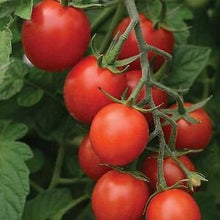 Load image into Gallery viewer, Buy Online High Quality Heirloom Tomato Seeds Earliest Tomato Variety 42 Days, First Variety to Yield Tomatoes 20 Seeds | Buy Rare, And Extraordinary Heirloom Seeds - Seeds to Cherish
