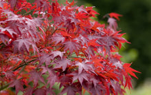 Load image into Gallery viewer, Buy Online High Quality Sugar Maple Tree Seeds, Acer Rubrum, Red Maple, Scarlet Maple | Buy Rare, And Extraordinary Heirloom Seeds - Seeds to Cherish