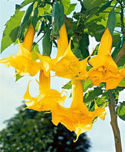 Load image into Gallery viewer, Buy Online High Quality Angels Trumpet Datura Seeds Yellow Very Fragrant | Buy Rare, And Extraordinary Heirloom Seeds - Seeds to Cherish