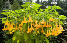 Load image into Gallery viewer, Buy Online High Quality Angels Trumpet Datura Seeds Yellow Very Fragrant | Buy Rare, And Extraordinary Heirloom Seeds - Seeds to Cherish