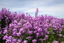 Load image into Gallery viewer, Buy Online High Quality Dames Rocket Purple Flower Seeds, Fragrant Perennial | Buy Rare, And Extraordinary Heirloom Seeds - Seeds to Cherish