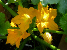 Load image into Gallery viewer, Buy Online High Quality Heirloom Golden Zucchini Squash Seeds | Buy Rare, And Extraordinary Heirloom Seeds - Seeds to Cherish
