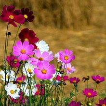 Load image into Gallery viewer, Buy Online High Quality Tall Cosmos Mix Flower Seeds, Pink, White, Maroon | Buy Rare, And Extraordinary Heirloom Seeds - Seeds to Cherish