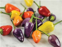 Load image into Gallery viewer, Buy Online High Quality Heirloom Chinese Five Color Organic Hot Pepper Seeds | Buy Rare, And Extraordinary Heirloom Seeds - Seeds to Cherish