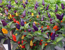 Load image into Gallery viewer, Buy Online High Quality Heirloom Chinese Five Color Organic Hot Pepper Seeds | Buy Rare, And Extraordinary Heirloom Seeds - Seeds to Cherish