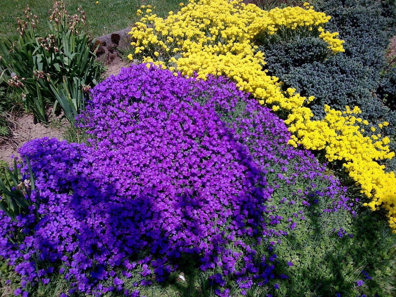 rock cress flower seeds Ground Cover Rockcress Purple Flower Seeds Aubrieta Deltoidia