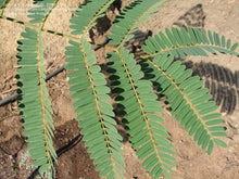 Load image into Gallery viewer, Buy Online High Quality 20 Colvillea Glory Tree Seeds - Flowering Tree | Buy Rare, And Extraordinary Heirloom Seeds - Seeds to Cherish