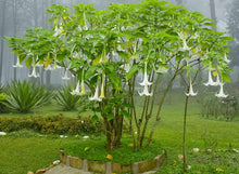 Load image into Gallery viewer, Buy Online High Quality Angels White Trumpet, Grow indoors or Outdoors, Very Fragrant | Buy Rare, And Extraordinary Heirloom Seeds - Seeds to Cherish