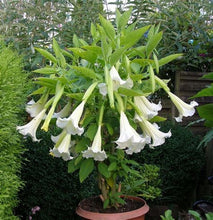 Load image into Gallery viewer, Buy Online High Quality Angels White Trumpet, Grow indoors or Outdoors, Very Fragrant | Buy Rare, And Extraordinary Heirloom Seeds - Seeds to Cherish