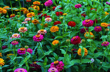 Load image into Gallery viewer, Buy Online High Quality Giant Double Blossom Zinnia Flower Mix Seeds | Buy Rare, And Extraordinary Heirloom Seeds - Seeds to Cherish