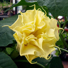 Load image into Gallery viewer, Buy Online High Quality Angels Trumpet Datura Seeds Yellow Very Fragrant | Buy Rare, And Extraordinary Heirloom Seeds - Seeds to Cherish