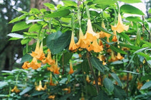 Load image into Gallery viewer, Buy Online High Quality Angels Trumpet Datura Seeds Yellow Very Fragrant | Buy Rare, And Extraordinary Heirloom Seeds - Seeds to Cherish