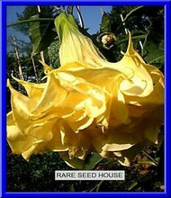 Load image into Gallery viewer, Buy Online High Quality Angels Trumpet Datura Seeds Yellow Very Fragrant | Buy Rare, And Extraordinary Heirloom Seeds - Seeds to Cherish