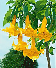 Load image into Gallery viewer, Buy Online High Quality Angels Trumpet Datura Seeds Yellow Very Fragrant | Buy Rare, And Extraordinary Heirloom Seeds - Seeds to Cherish