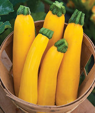 Load image into Gallery viewer, Buy Online High Quality Heirloom Golden Zucchini Squash Seeds | Buy Rare, And Extraordinary Heirloom Seeds - Seeds to Cherish