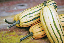 Load image into Gallery viewer, Buy Online High Quality Honeyboat Delicata Squash, Non Gmo, Organic, Super Sweet Squash | Buy Rare, And Extraordinary Heirloom Seeds - Seeds to Cherish