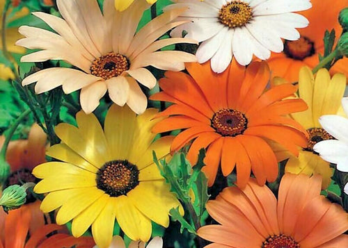 Buy Online High Quality African Daisy Flower Mix Seeds, Yellow, Dimorphotheca Sinuata | Buy Rare, And Extraordinary Heirloom Seeds - Seeds to Cherish
