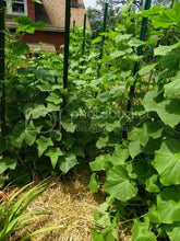 Load image into Gallery viewer, Buy Online High Quality Armenian Cucumber Seeds Heirloom | Buy Rare, And Extraordinary Heirloom Seeds - Seeds to Cherish