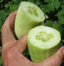 Load image into Gallery viewer, Buy Online High Quality Armenian Cucumber Seeds Heirloom | Buy Rare, And Extraordinary Heirloom Seeds - Seeds to Cherish