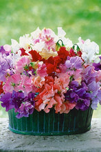 Load image into Gallery viewer, Buy Online High Quality Sweet Pea Mammoth Mix Seeds Very Fragrant | Buy Rare, And Extraordinary Heirloom Seeds - Seeds to Cherish